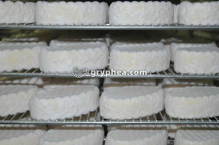 Fabrication du fromage - Fromages moulés en cave d'affinage - gryphea.com